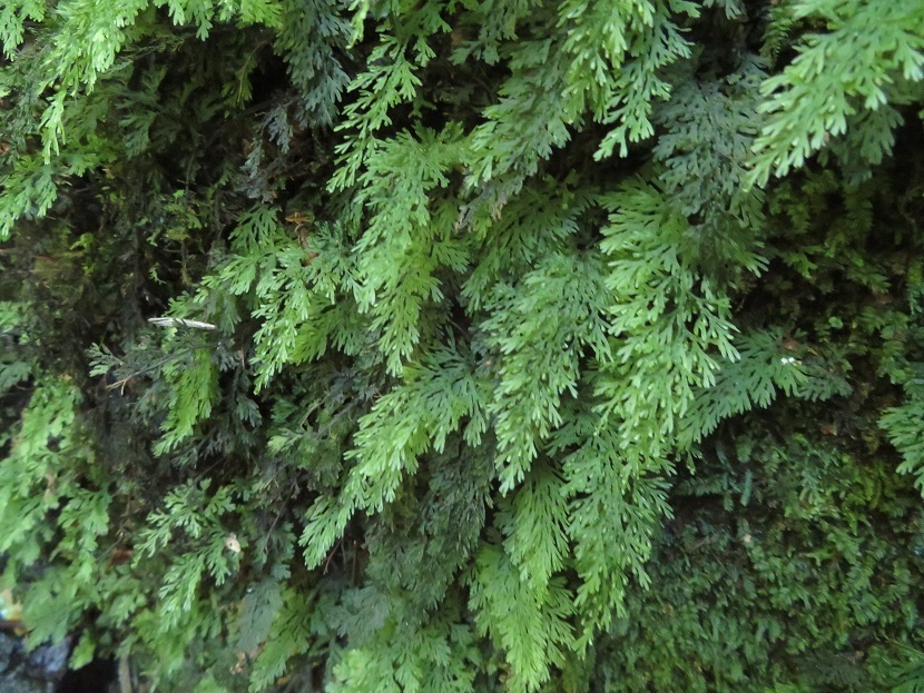 コハイホラゴケ（Vandenboschia ×stenosiphon）#1 - シダ・コケシノブ・苔