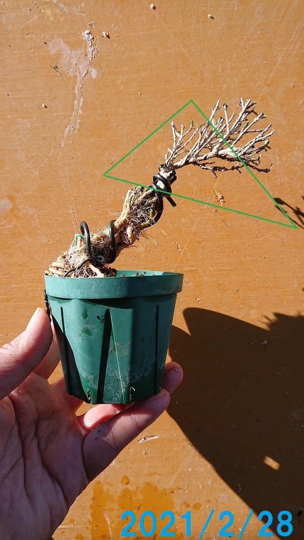 根上りのハクチョウゲの経緯と植替え - 潮風盆栽記