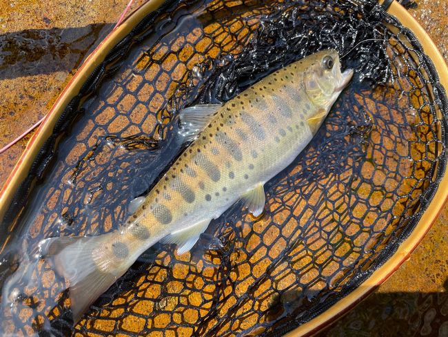 完成フライ専門店 毛鉤屋 215円均一