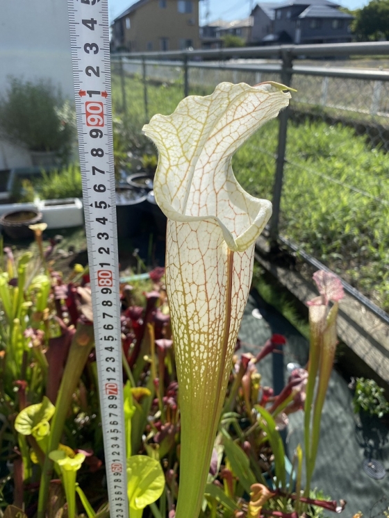 Sarracenia leucophylla MK L39 - サラセニア・ダーリングトニア