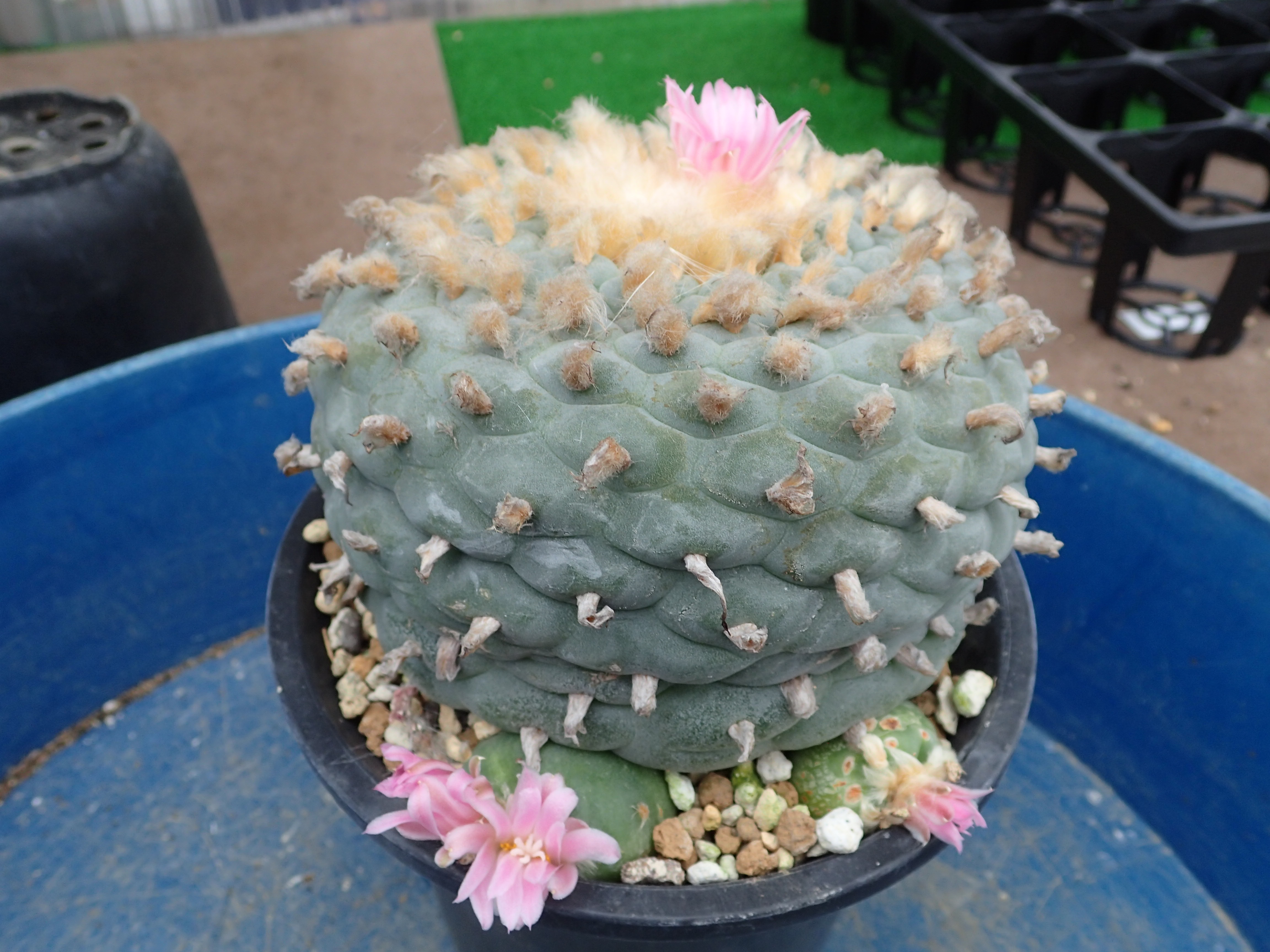 ロフォフォラ属の植え替え（3）銀冠玉大苗 - アレオーレのブログ