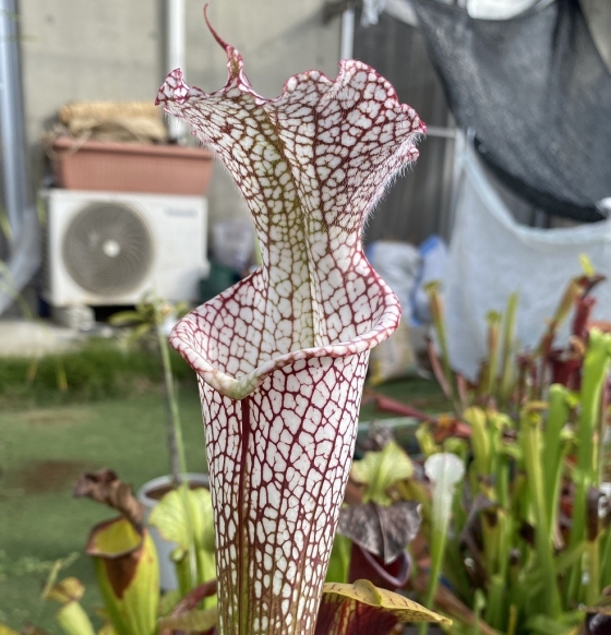 Sarracenia leucophylla Helmut's Delight - サラセニア・ダーリングトニア