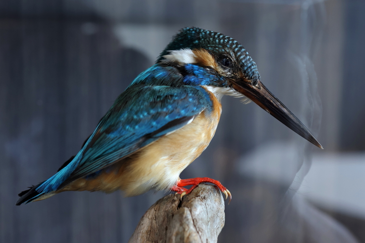 カワセミ（剥製） - 近江の野鳥 PhotoGallery