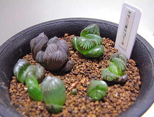 葉挿し苗植え替え | 【空中庭園+HAWORTHIA.JP+】weblog