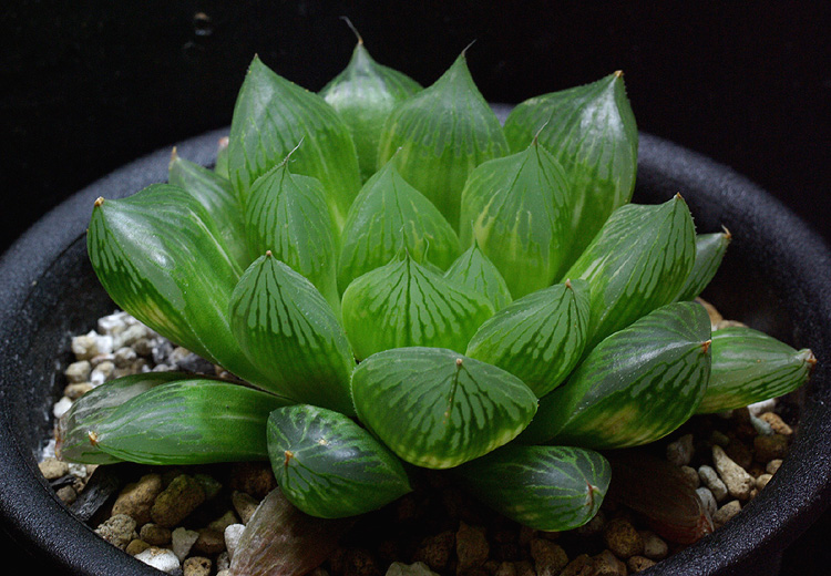 オブツーサ白糊斑「白蛇伝」芽変わり | 【空中庭園+HAWORTHIA.JP+】weblog