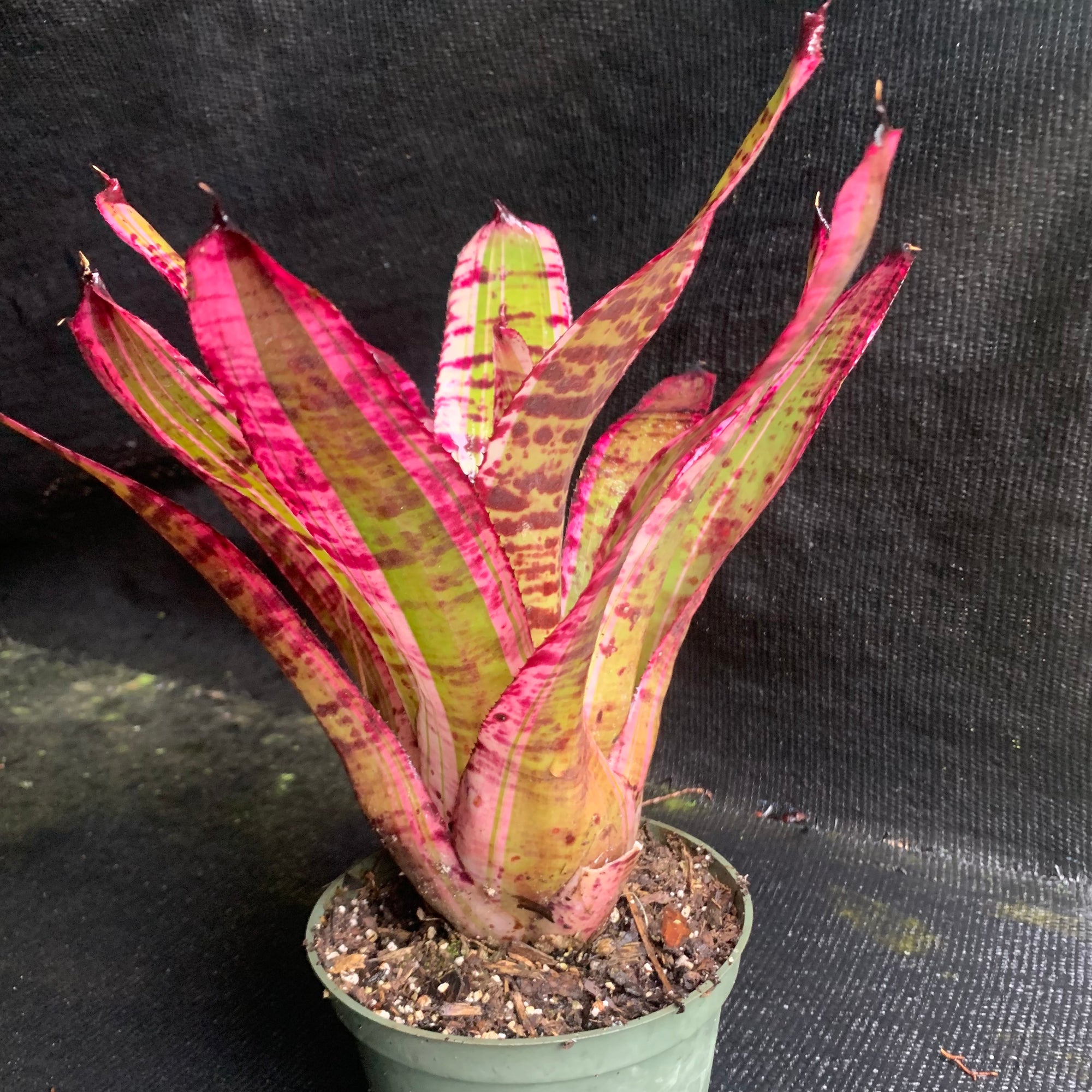 Neoregelia 'Banshee' - Bromeliad Paradise