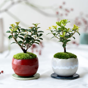 石木花 ヒイラギ 香り姫 ギフトにも最適なミニ盆栽 – By Emotion