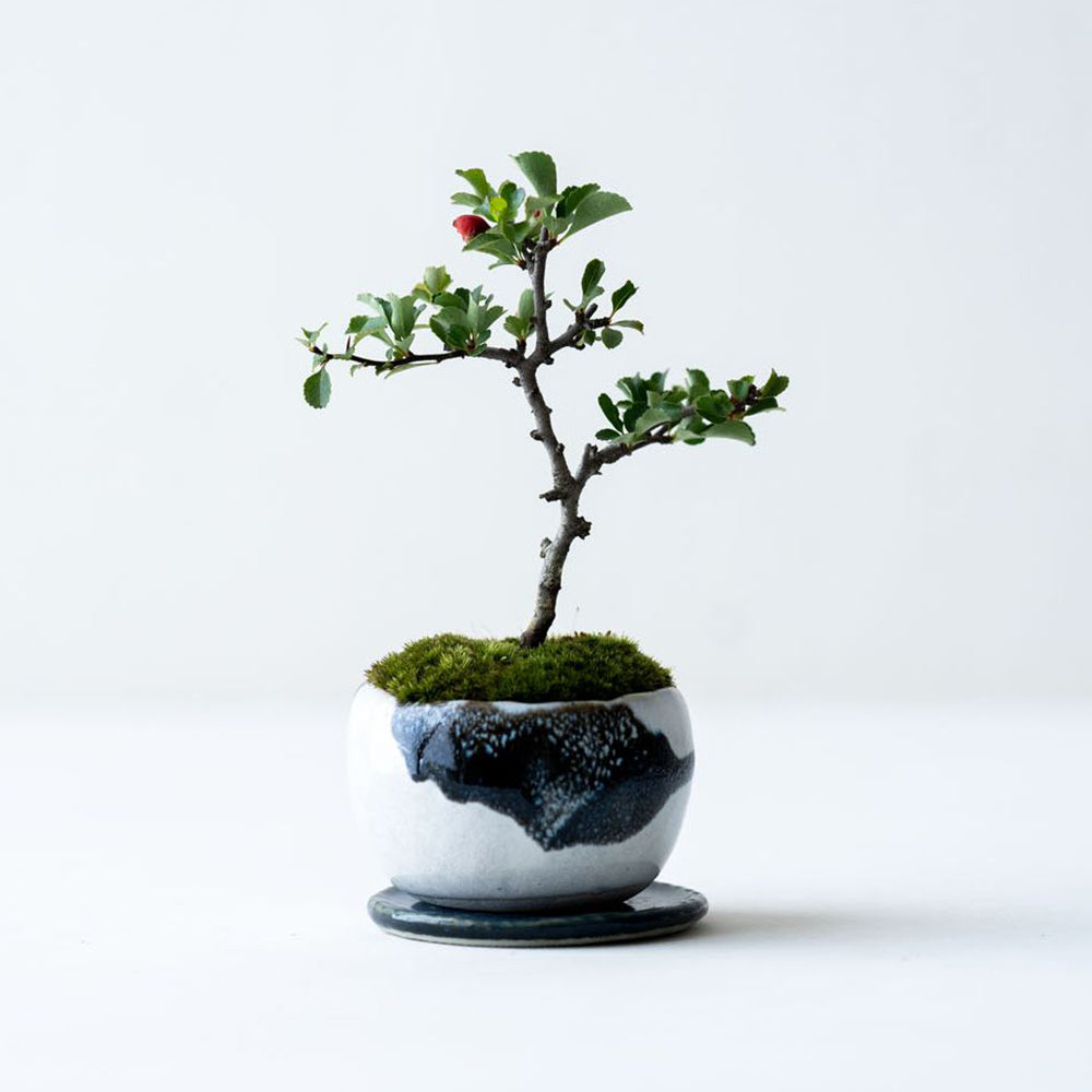 山中勇人 作家鉢 特大鉢 植木鉢 パキプス グラキリス アガベ 塊根 y鉢