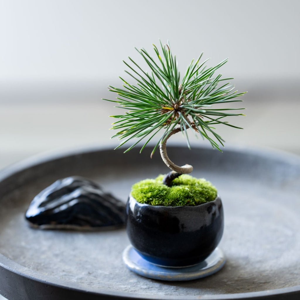 石木花 クロマツ（受け皿セット） ギフトにも最適なミニ盆栽 – By Emotion