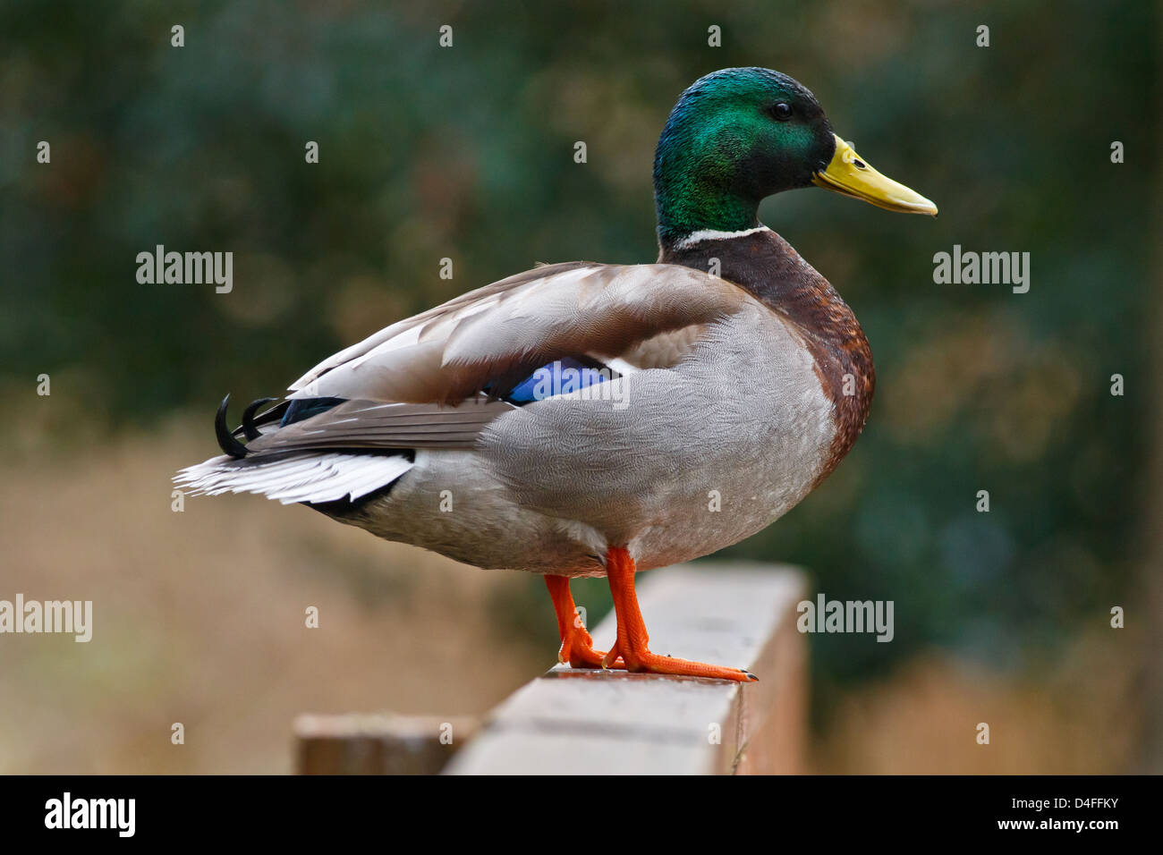 Male mallard duck standing on wooden railing with watchful eye