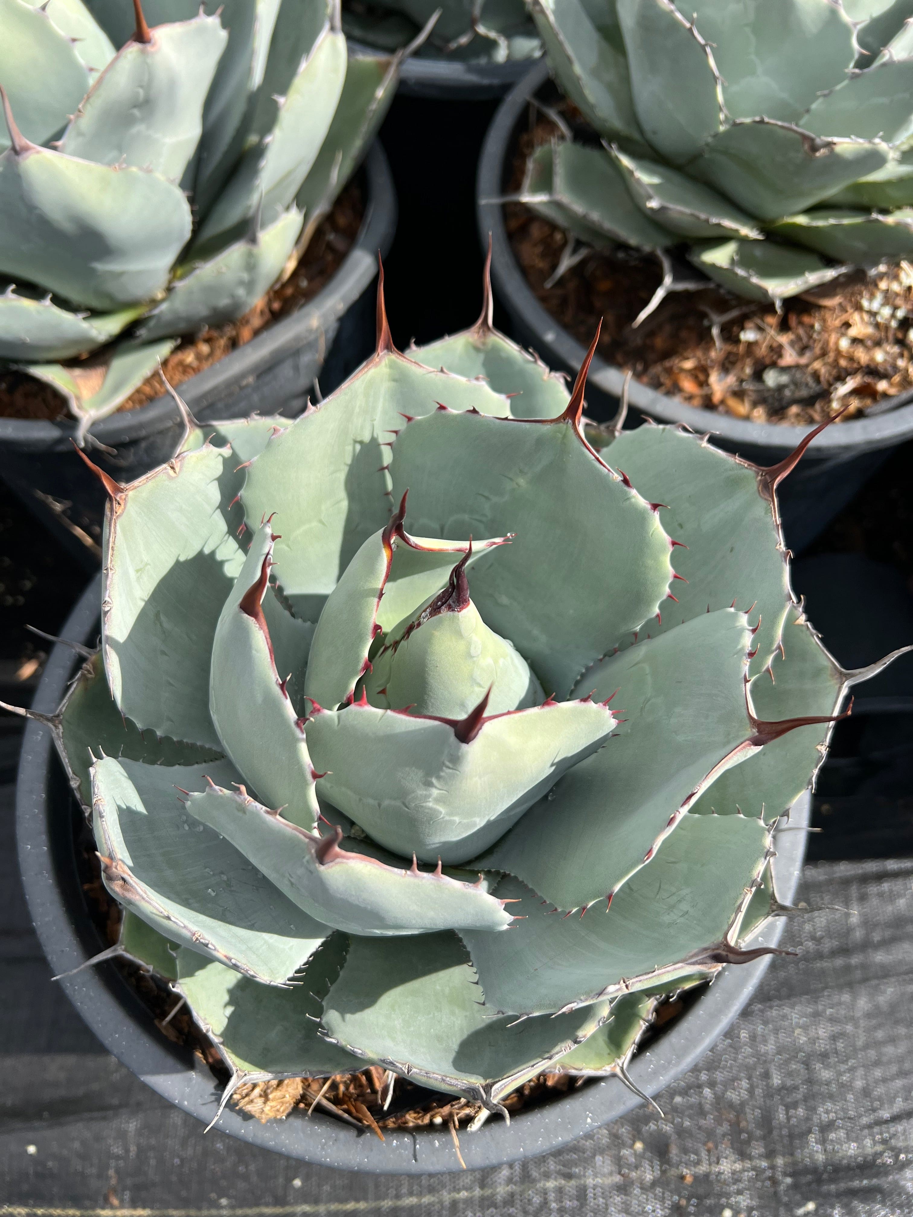 Artichoke Agave - Agave parryi – CactusWarehouse