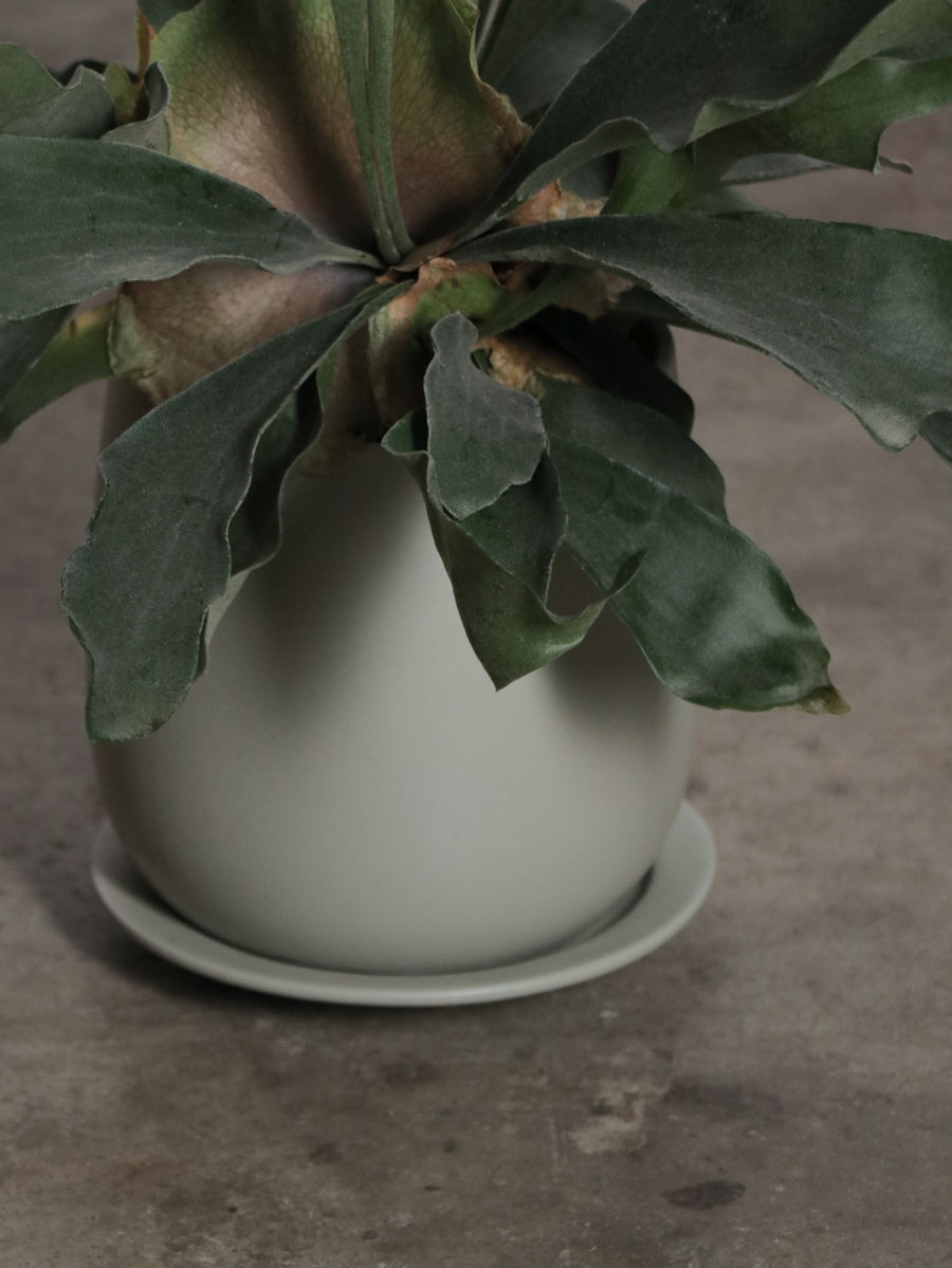 ビカクシダ ・ネザーランド