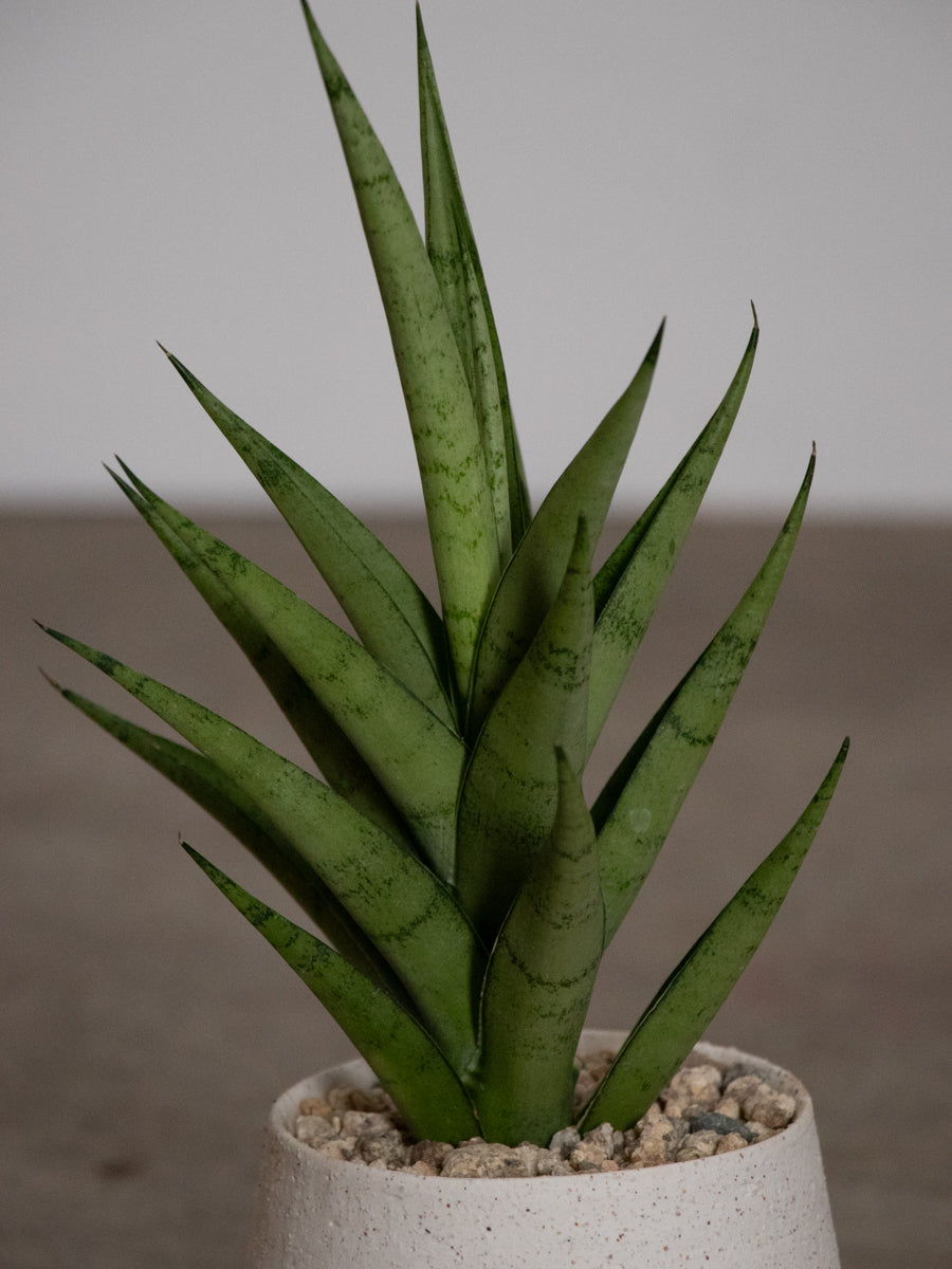 サンセベリア B8（ビーエイト）