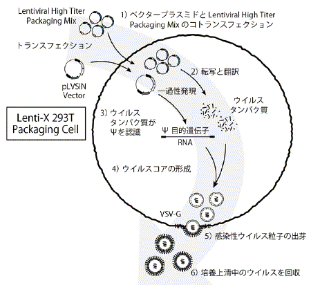 Lentiviral High Titer Packaging Mix with pLVSINシリーズ｜タカラ