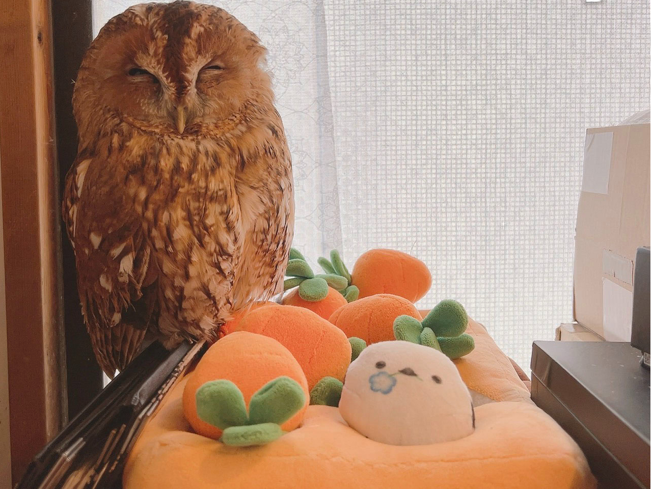 原宿駅徒歩1分】ふれあい＆Cafeコース・デザート付｜ふくろうを手に