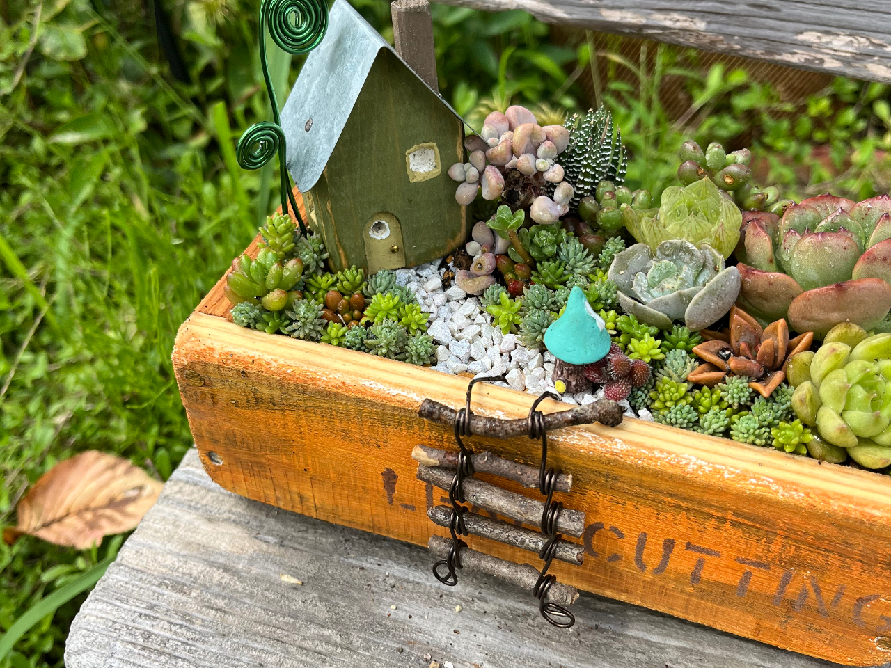 愛知 多肉植物 寄せ植え体験 ◇可愛い・癒される～オリジナル寄せ植え