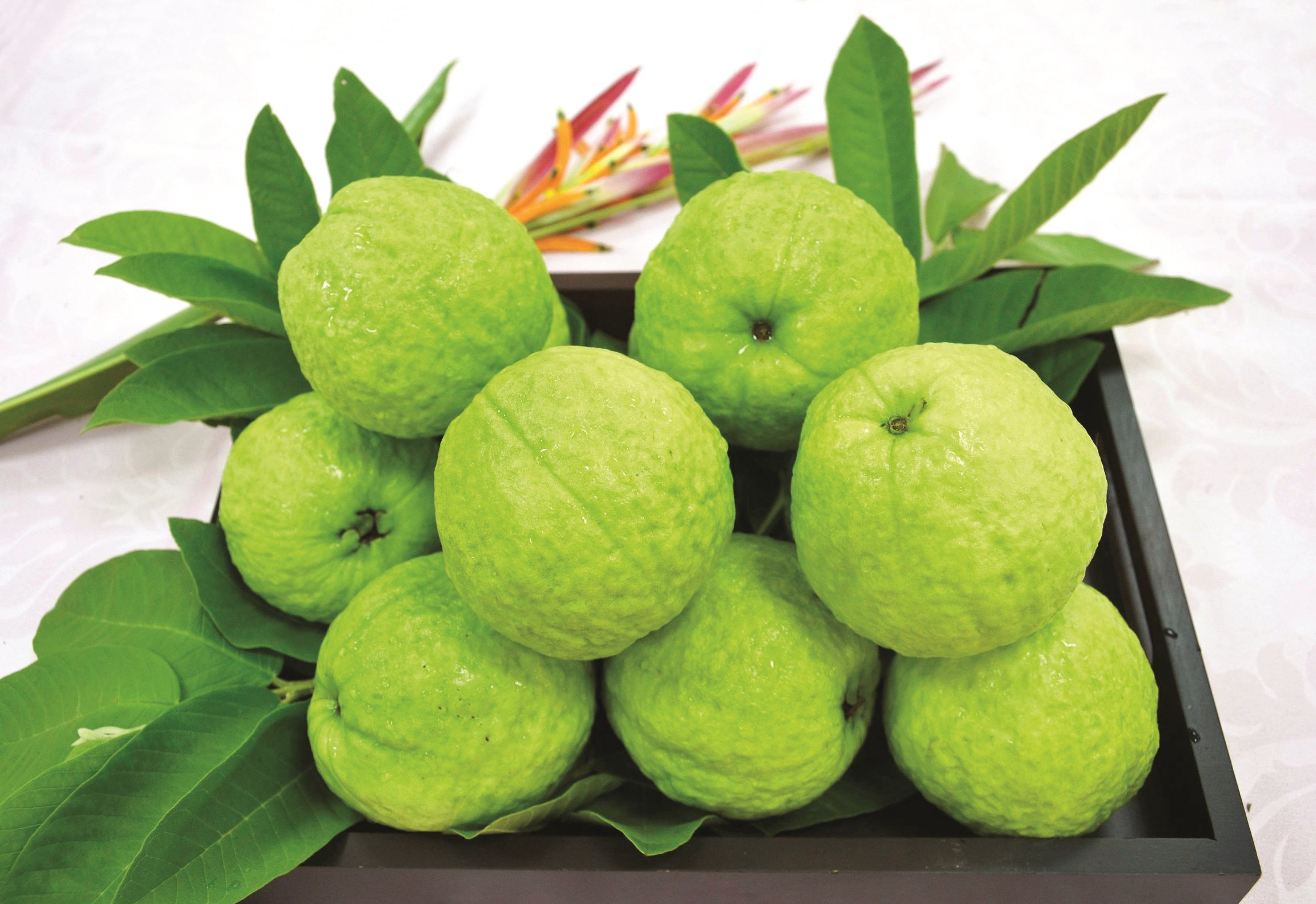 技转新品种番石榴高雄2号+珍翠芭乐- 农牧世界