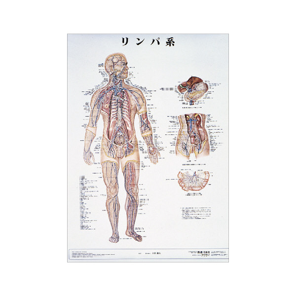 京都科学 人体解剖学チャート(ポスターサイズ) リンパ系 01222016x2 1