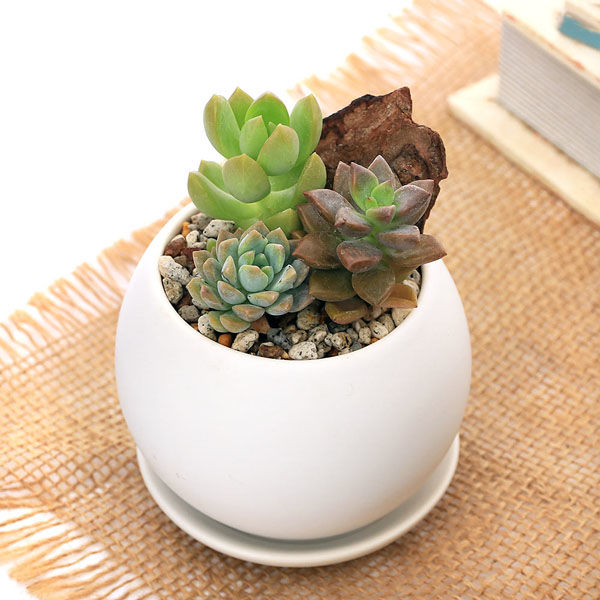 チャーム （観葉植物）多肉3種寄せ植え マットボールS植え（1鉢