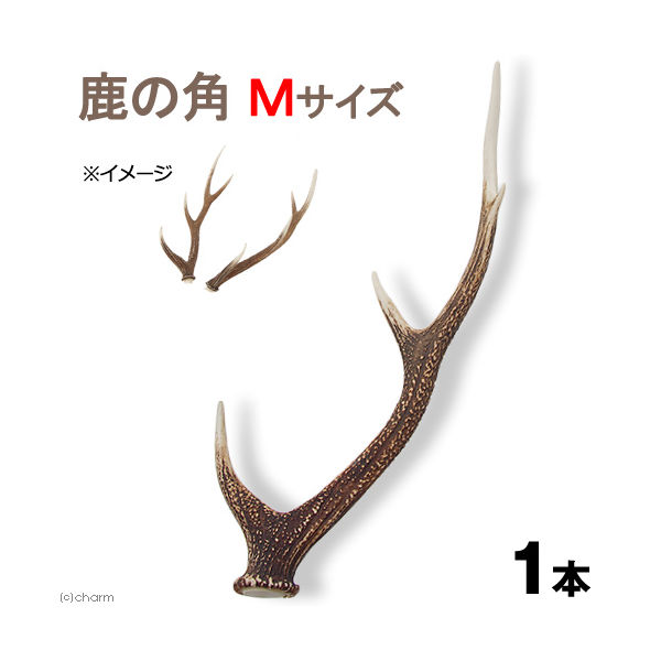 リーフ 国産 鹿の角 オブジェ Mサイズ 2250001963615 1個（直送品