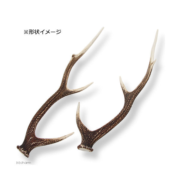 リーフ 国産 鹿の角 オブジェ Mサイズ 2250001963615 1個（直送品