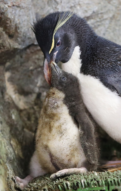 ミナミイワトビペンギン：人工繁殖に成功 大阪・海遊館 | 毎日新聞