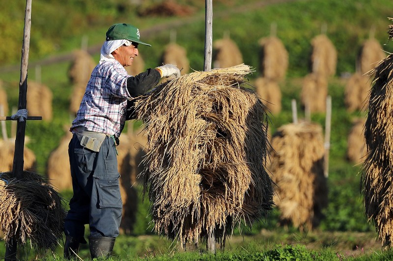 天日干し：実りの秋 大蕨の棚田で「くい掛け」 山形 [写真特集3/7