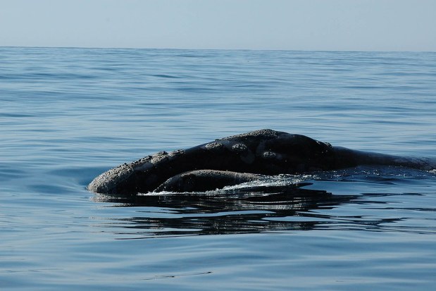 世界の雑記帳：絶滅危惧種セミクジラの「歌」、アラスカで初めて録音
