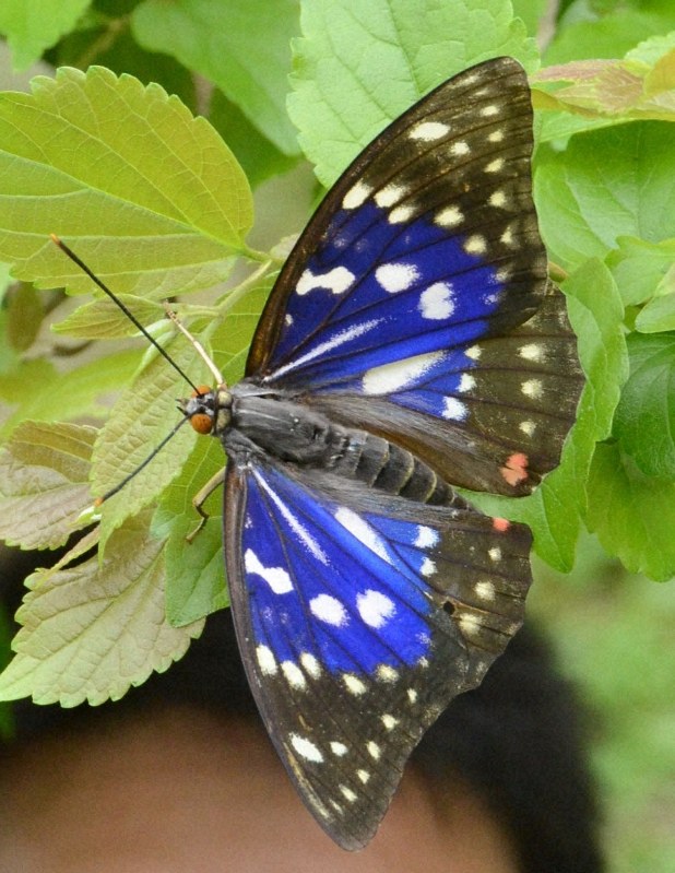 オオムラサキ、ノウサギも絶滅の危機に 里山の荒廃原因か | 毎日新聞