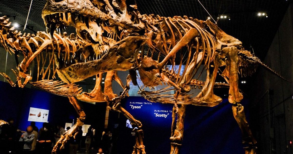 カメラ少女・藍沙のいきもの大好き：ティラノサウルス・レックス 大