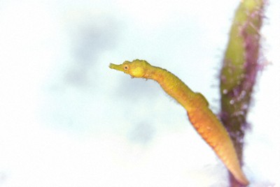 水中写真館：／34 マッコウクジラ | 毎日新聞