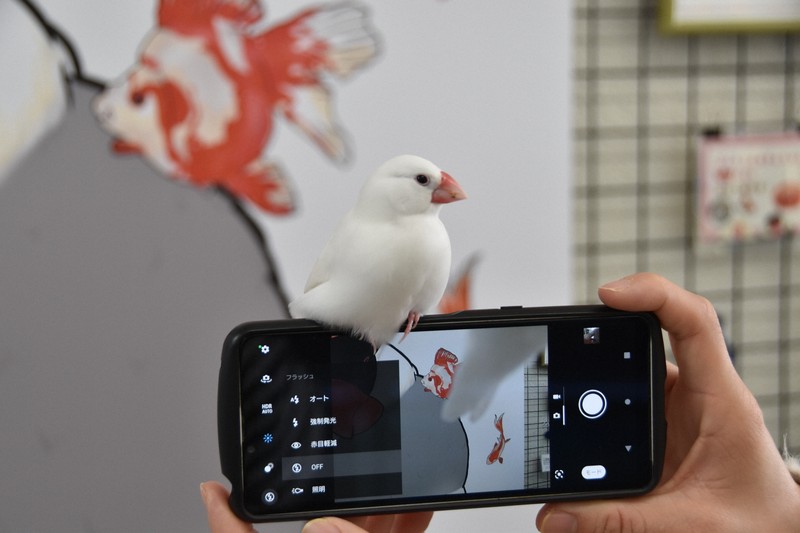 愛らしい看板学芸員“ぶんちゃん” 白文鳥生誕の地で魅力伝える [写真