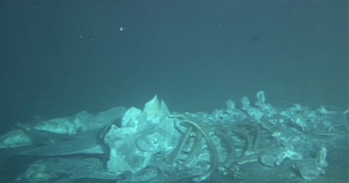 指令！海を探究せよ：クジラが死んだ、そのあとに | 毎日新聞