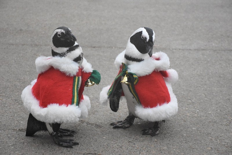 ペンギンサンタ登場 飼育員手作りの衣装着こなし、堂々のポージング