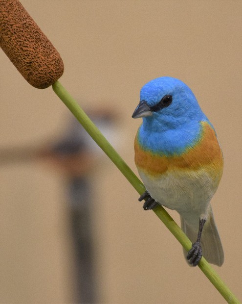 本物の鳥！？ 魂と命宿った83点 甲府で16日まで「バードカービング