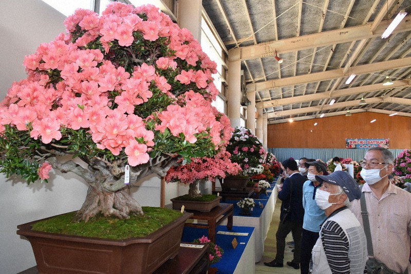 サツキ盆栽250点 優美に競い合う 鹿沼 ／栃木 | 毎日新聞
