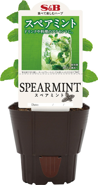 苗） スペアミント｜フレッシュハーブ・ハーブ苗｜エスビー食品株式会社