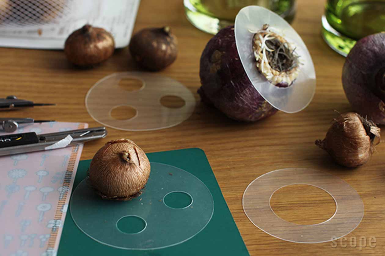 ホルムガード セレブレイト オリーブ scope ヒヤシンス用花瓶 2個