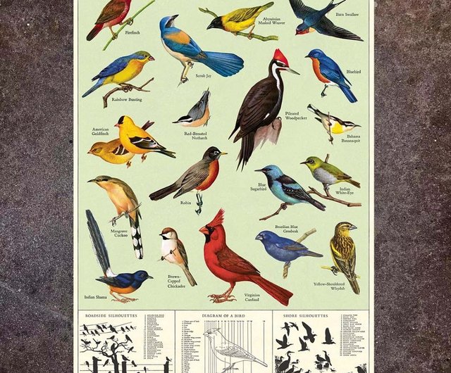 台湾 Cavallini & Co. ポスター/包装紙 鳥シリーズ (各種スタイル