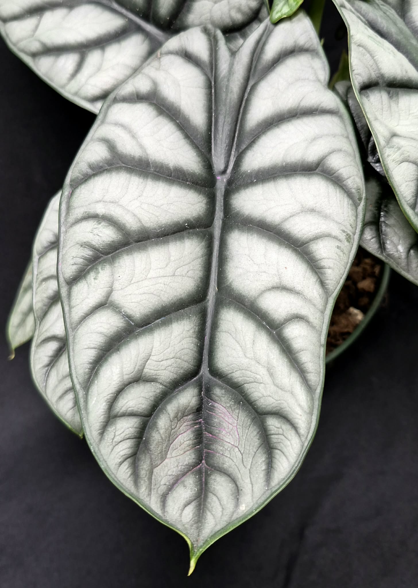 Alocasia 'Silver Dragon' – Cedar Bridge Botanicals