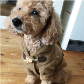 犬服教室セレブドッグの通信講座 / 犬裾尺 Sサイズ 小型犬向けの犬服