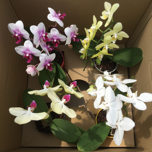 おまかせミニ胡蝶蘭（単鉢・7輪以上）4鉢セット【お花 花 コチョウラン