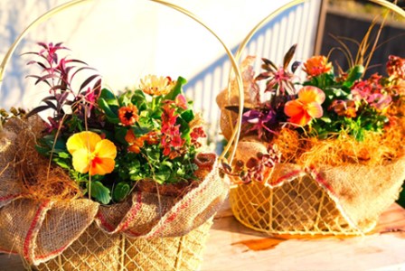 季節の寄せ植え 3回定期便 かわいい 寄せ植え 季節 彩 ガーデニング