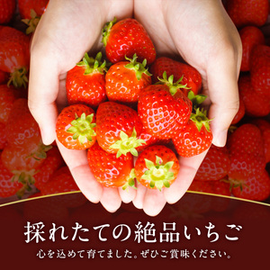 いちご 奈良県産 古都華 約1080g 270g×4パック 今西さん家の奈良いちご