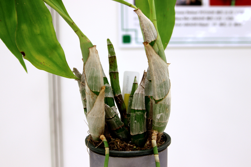 サンシャインシティ世界のらん展2024（第63回全日本蘭協会洋らん展）に