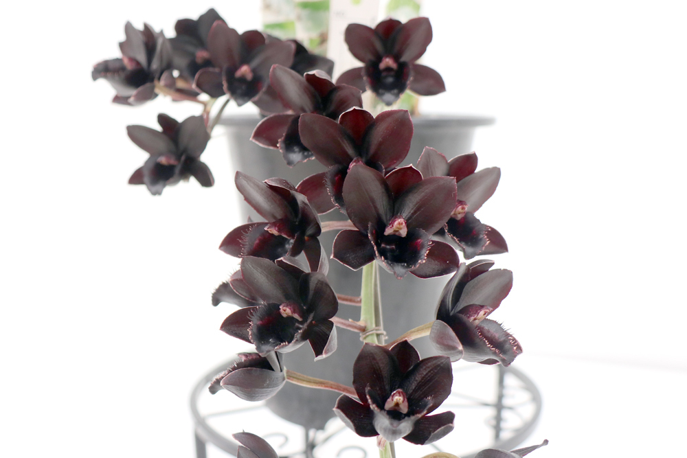 サンシャインシティ世界のらん展2024（第63回全日本蘭協会洋らん展）に