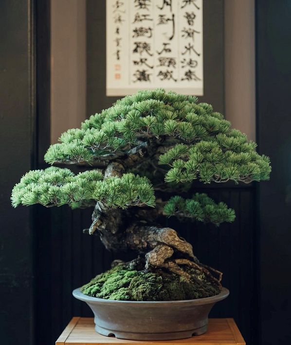 世界で活躍する盆栽作家「濱本祐介」さん【柏市】 | 千葉県のローカル