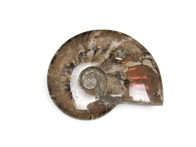 マダガスカル産 アンモナイト 化石 No.11【1点もの】 | 天然石専門店