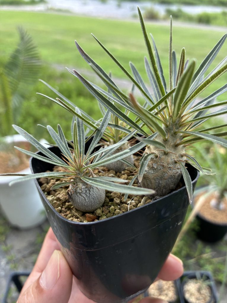 パキポディウム グラキリスの実生記録 | Namaqualand | Coto style lab