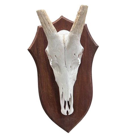 Blesbok V-Shape Skull – Cowhides USA